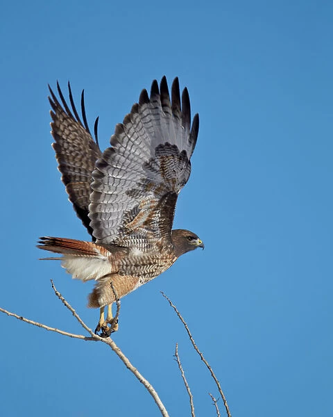 Red-tailed hawk (Buteo jamaicensis) taking off, Bosque del Apache National Wildlife Refuge