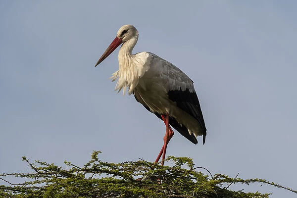 White stork (Ciconia ciconia), Ndutu, Ngorongoro Conservation Area, Serengeti, Tanzania