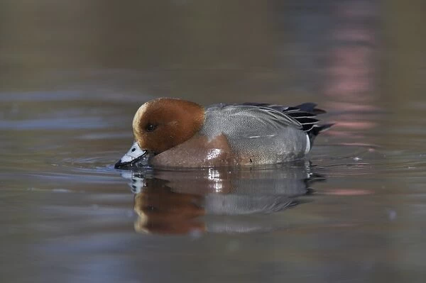 Wigeon, Anas penelope, at Martin Mere Wildfowl and Wetlands Trust reserve in Lancashire