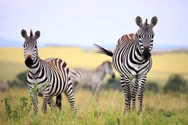 Grevy zebra (Equus grevyi), Msai Mara National Reserve, Kenya