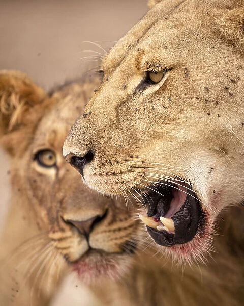Lion cub and mother, Kalahari Desert, Botswana