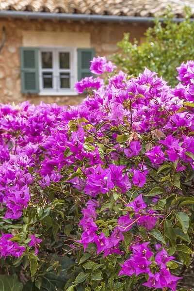 Purple bougainvillea in the village of Fornalutx, Mallorca, Spain