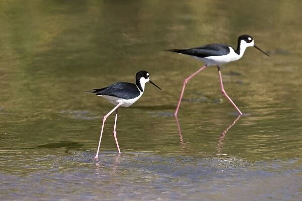 Adult black-necked Stilt (Himantopus mexicanus) wading and feeding just outside San Jode del Cabo, Baja California Sur, Mexico