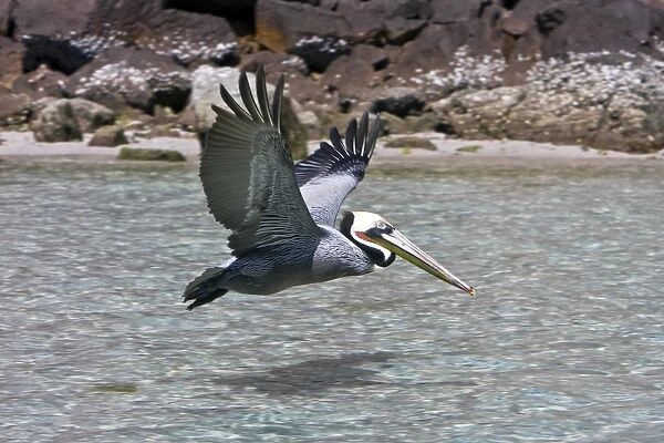 Adult brown pelican (Pelecanus occidentalis) in the lower Gulf of California (Sea of Cortez), Mexico. Note the yellowish head, red gular pouch, and white neck of the adult