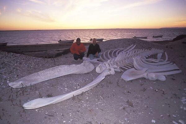 Adult California Gray Whale (Eschrichtius robustus) skeleton on the beach in San Ignacio Lagoon, Baja, Mexico (Restricted Resolution - pls contact