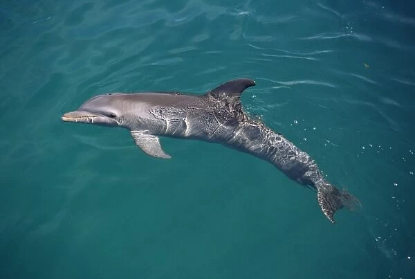 Bottlenose dolphin (Tursiops truncatus) on surface. Showing fins and blowhole. USA