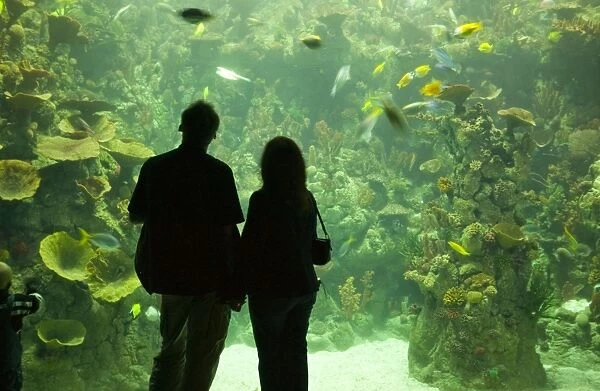 The Deep Europes deepest aquarium in Hull UK