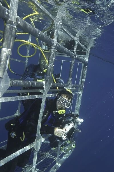 Diver in Shark diving cage, . Isla Guadalupe, Mexico, Central America. (RR)