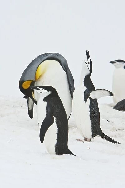 A very rare sighting of a lone adult king penguin (Aptenodytes patagonicus) among breeding and nesting colonies of both gentoo and chinstrap penguins on Barrentos Island in the Aitcho Island Group, South Shetland Islands, Antarctica