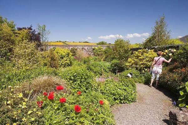 Winsford walled garden in Devon UK. A restored victorian walled garden