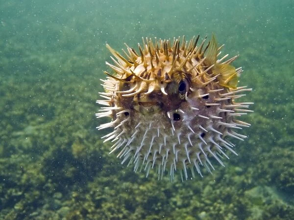 A young balloonfish (Diodon holocanthus) puffed up in a state of agitation on Isla Monseratte in the lower Gulf of California (Sea of Cortez), Baja California Sur