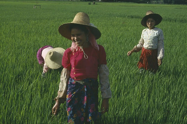 10013016. CHINA Yunnan Menghun Dai tribe women working in rice paddy
