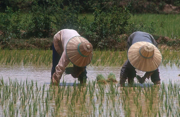 20009110. CAMBODIA Prey Veng Planting rice in paddy fields 25 minutes north of Prey Veng