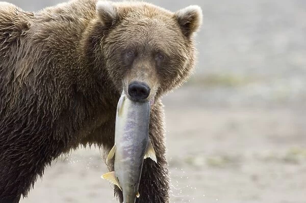 010600dt. Brown Bear Ursos arctos carrying salmon along coastal creek Katmai Alaska August