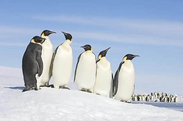 01949dt. Emperor Penguins Aptenodytes forsteri Snow Hill Island Antarctica November