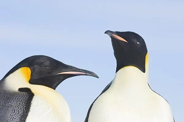 01950dt. Emperor Penguin Aptenodytes forsteri Snow Hill Island Antarctica November