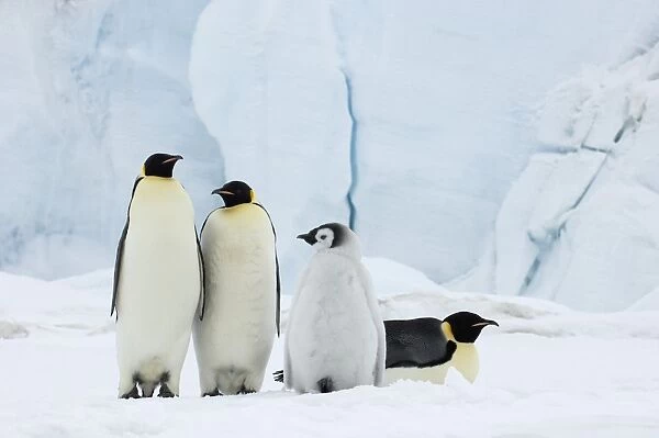 01959dt. Emperor Penguins Aptenodytes forsteri Snow Hill Island Antarctica November