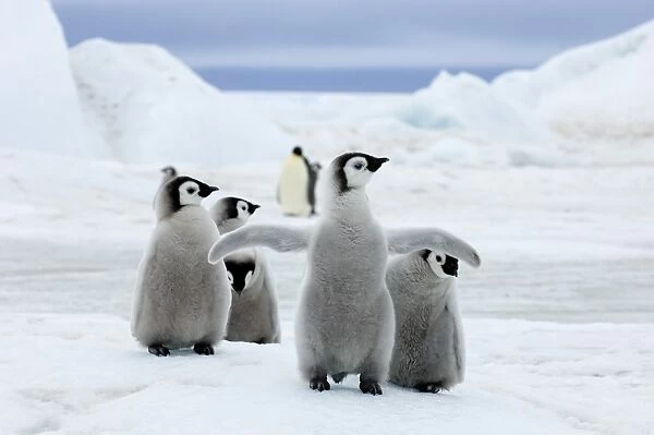 01961dt. Emperor Penguins Aptenodytes forsteri chicks Snow Hill Island Antarctica November