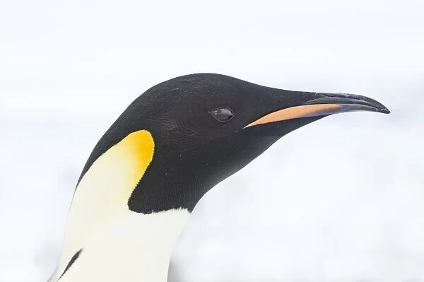 01964dt. Emperor Penguin Aptenodytes forsteri Snow Hill Island Antarctica November