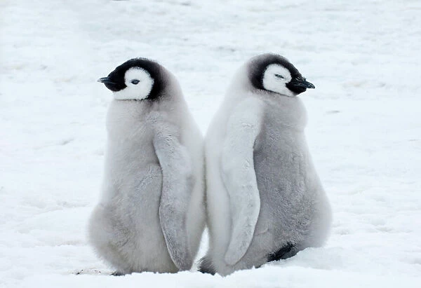 01966dt. Emperor Penguins Aptenodytes forsteri chicks Snow Hill Island Antarctica November