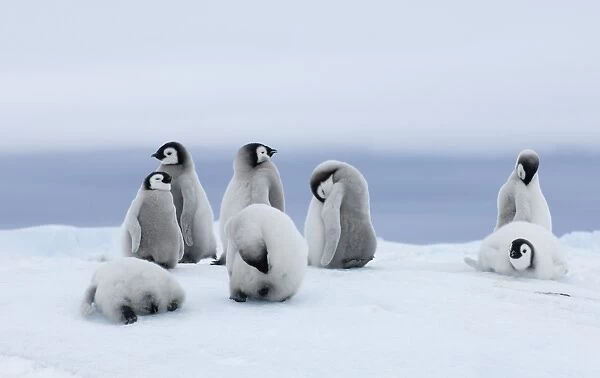 01967dt. Emperor Penguins Aptenodytes forsteri chicks Snow Hill Island Antarctica November