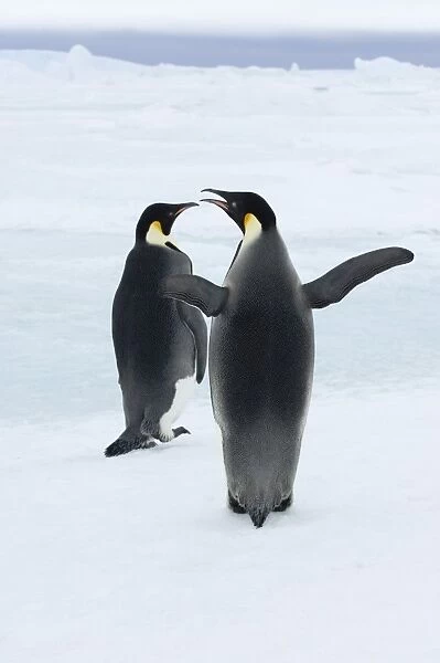 01968dt. Emperor Penguins Aptenodytes forsteri Snow Hill Island Antarctica November