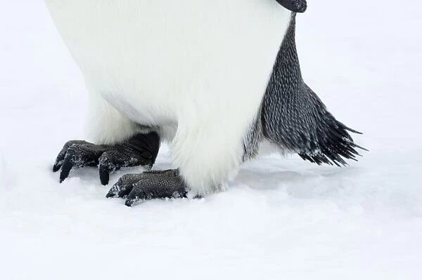 01969dt. Emperor Penguin Aptenodytes forsteri feet