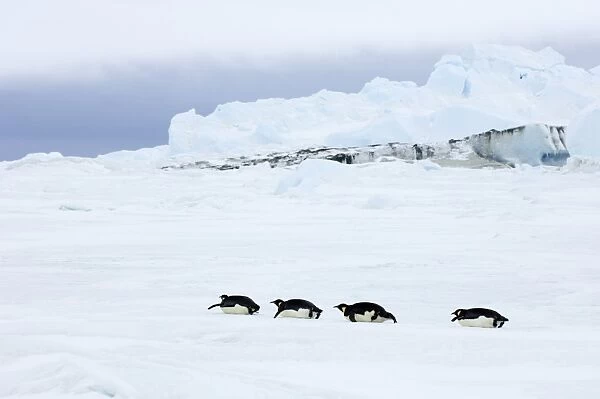 01974dt. Emperor Penguins Aptenodytes forsteri Snow Hill Island Antarctica November