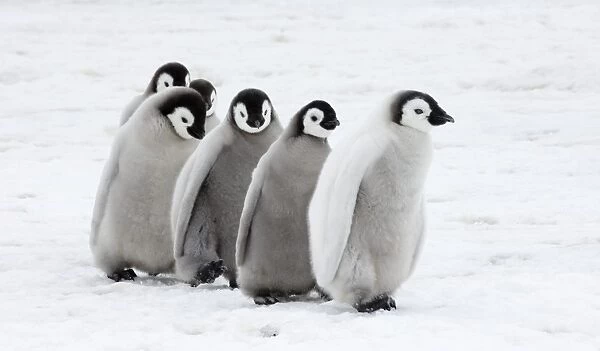01977dt. Emperor Penguins Aptenodytes forsteri chicks Snow Hill Island Antarctica November
