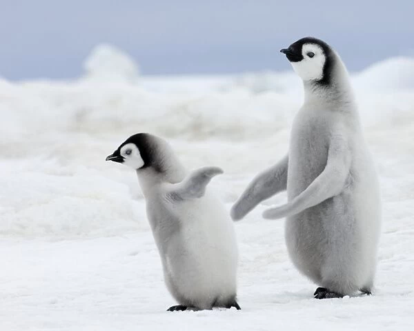 01979dt. Emperor Penguins Aptenodytes forsteri chicks Snow Hill Island Antarctica November