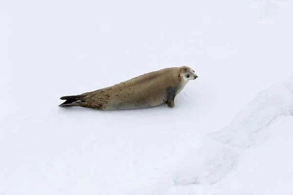01996dt. Crabeater Seal Lobodon carcinophaga Lemaire Channel Antarctic Peninsula
