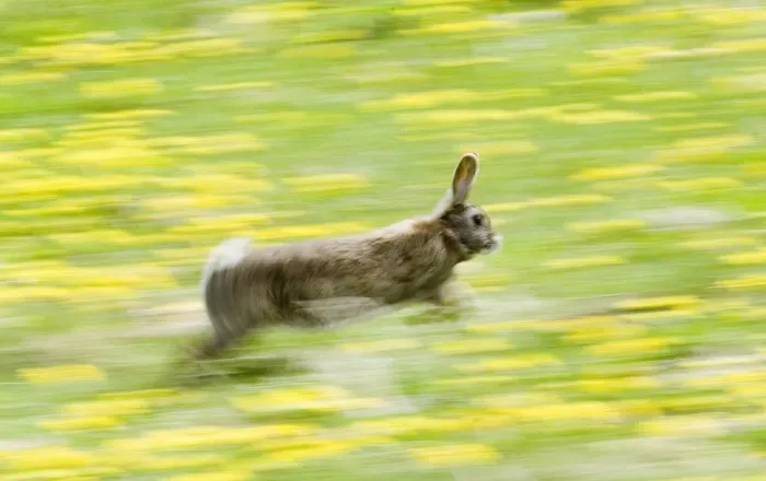 Framed Print : 02362dt. Rabbit Oryctolagus cuniculus running through field of dandelions Norfolk summer Framed Print : 02362dt. Rabbit Oryctolagus cuniculus running through field of dandelions Norfolk summer