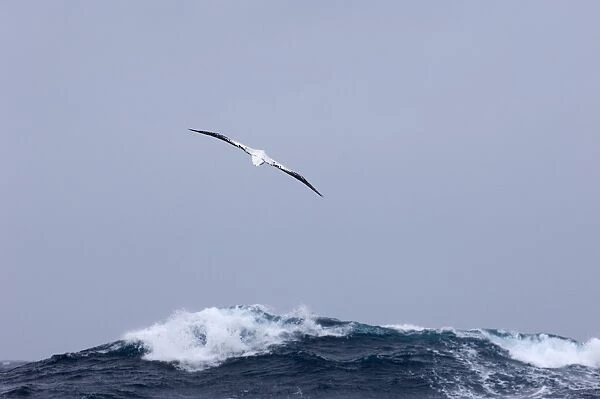 02363dt. Wandering Albatross Diomeda exulans Southern Ocean November