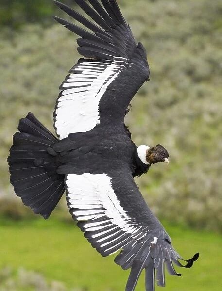02368dt. Andean Condor Vultur gryphus male cruising along mountainside S.Chile November