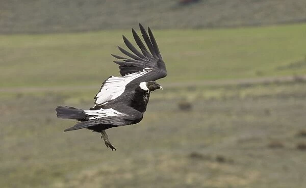 02369dt. Andean Condor Vultur gryphus male leaving roosting ledge S.Chile November