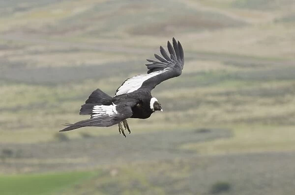 02371dt. Andean Condor Vultur gryphus Patagonian Chile November