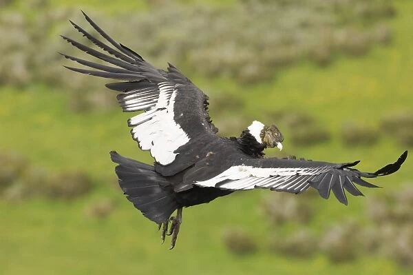 02372dt. Andean Condor Vultur gryphus Patagonian Chile November
