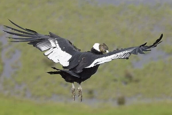 02373dt. Andean Condor Vultur gryphus Patagonian Chile November