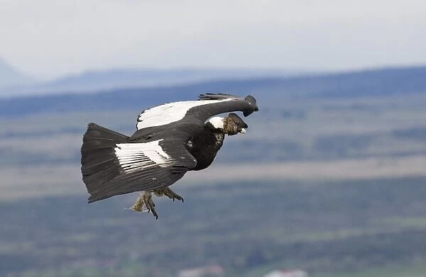 02375dt. Andean Condor Vultur gryphus male cruising along mountainside S.Chile November