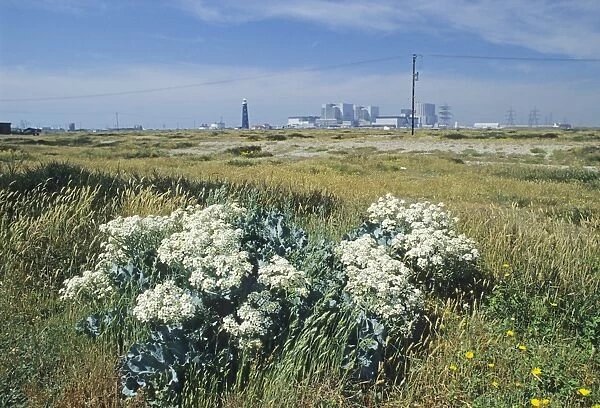 02393dt. Dungeness with Sea Kale growing in foreground Kent summer