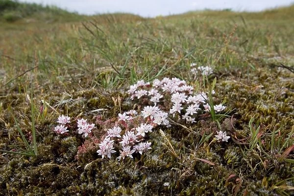 02403dt. English Stonecrop growing on maritime heath Minsmere June