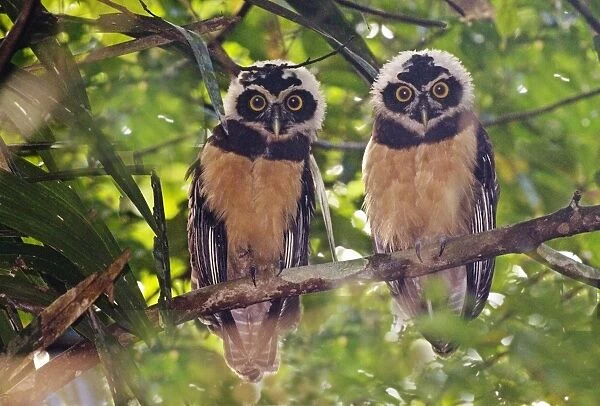 02410dt. Spectacled Owl Pulsatrix perspicillata chapmani juveniles Gamboa Road Panama