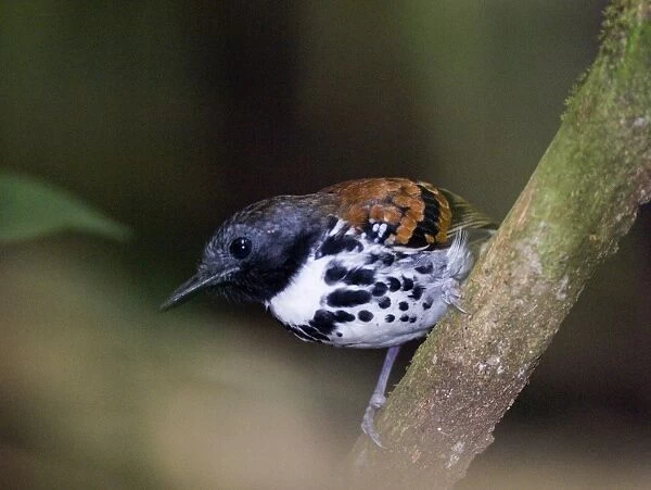 02419dt. Spotted Antbird Hylophylax n naevioides Pipeline Road Soberiana NP Panama