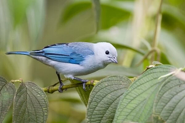 02440dt. Blue-gray Tanager Thraupis episcopus cana male El Valle Panama