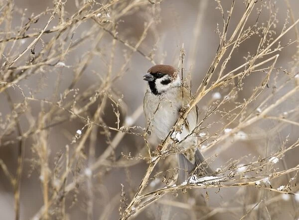 02443dt. Tree Sparrow Passer montanus Norfolk UK winter