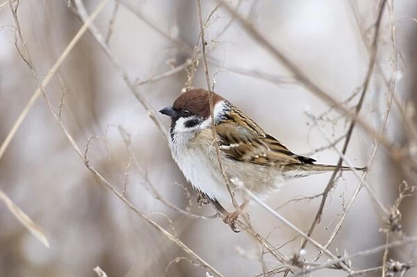 02445dt. Tree Sparrow Passer montanus Norfolk UK winter