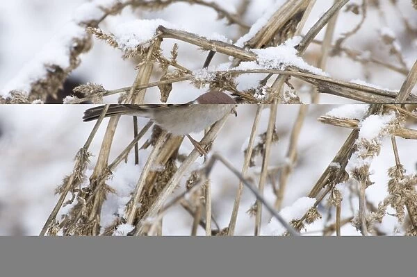 02446dt. Tree Sparrow Passer montanus Norfolk UK winter