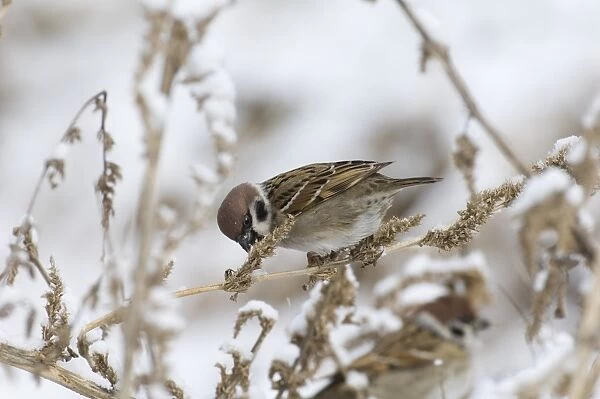 02448dt. Tree Sparrow Passer montanus Norfolk UK winter