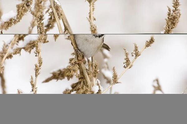 02449dt. Tree Sparrow Passer montanus Norfolk UK winter