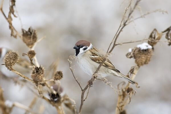02450dt. Tree Sparrow Passer montanus Norfolk UK winter